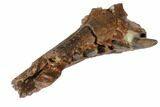 Cretaceous Crocodilian Jaw Section - Hell Creek Formation #129791-1